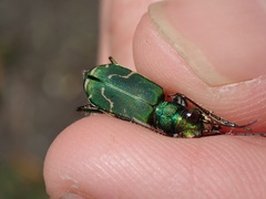 Cicindela tranquebarica sierra