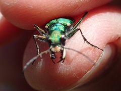 Cicindela tranquebarica sierra