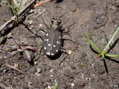 Cicindela oregona oregona