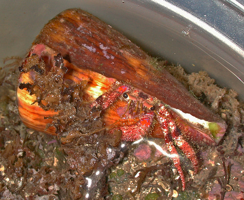 Conus vexillum observed 2003-05-07