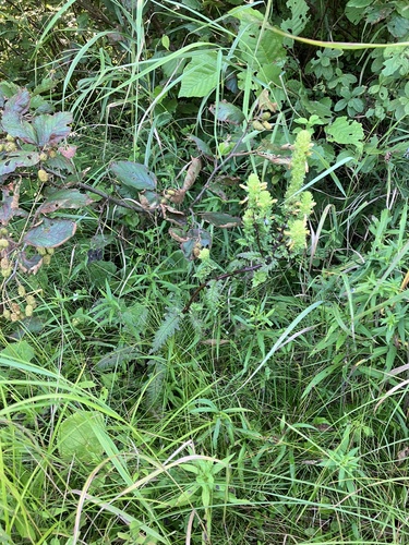 Image of Pedicularis furbishiae by no rights reserved