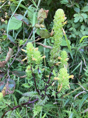 Image of Pedicularis furbishiae by no rights reserved