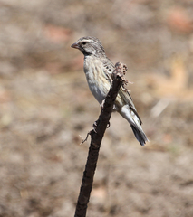 Crithagra atrogularis