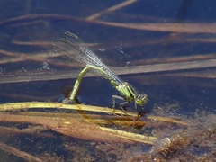 Ischnura erratica