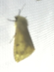 Spilosoma lutea