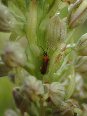 Rhagonycha lutea