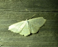 Scopula subpunctaria