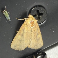 Perigea xanthioides