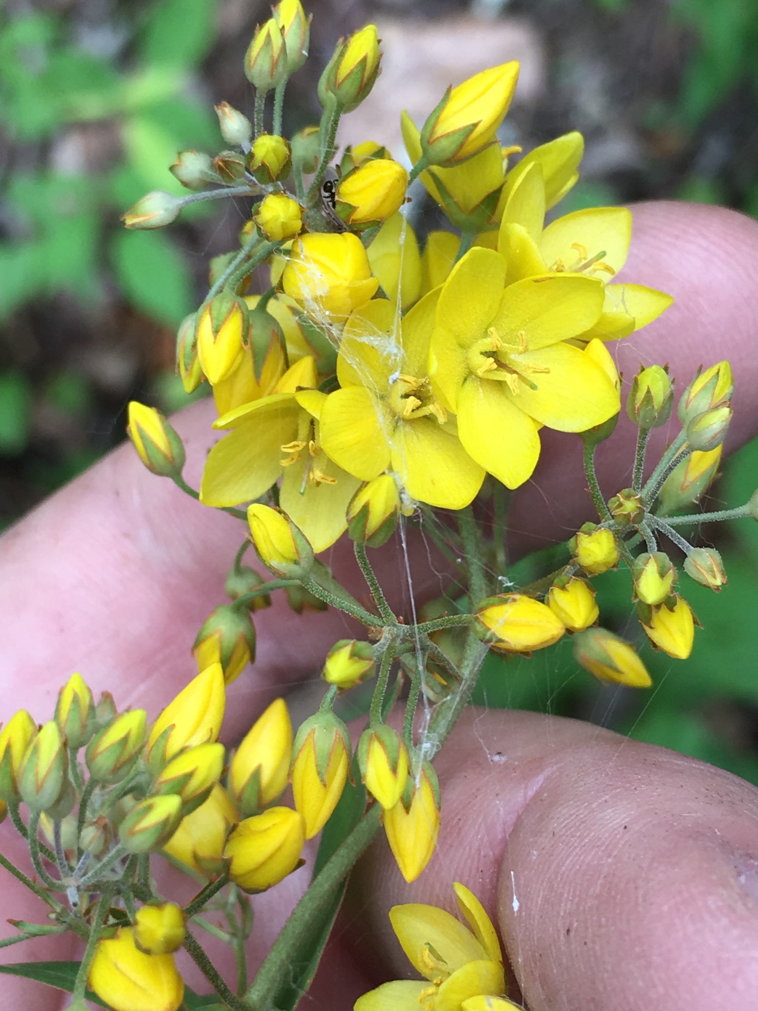 Lysimachia fraseri