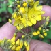 Fraser's Yellow Loosestrife - Photo (c) Joey Shaw, some rights reserved (CC BY-NC), uploaded by Joey Shaw