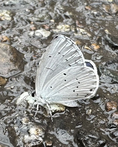 Vrijeskov plavac (Celastrina argiolus)