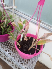 Disocactus macranthus