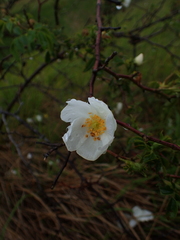Rosa arvensis
