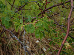 Rosa arvensis