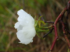 Rosa arvensis