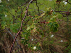 Rosa arvensis