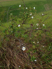 Rosa arvensis