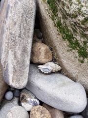 Muricoidea
