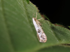 Argyresthia retinella