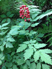 Actaea rubra rubra