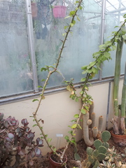 Pereskia