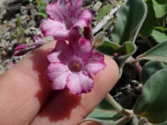 Cycladenia humilis