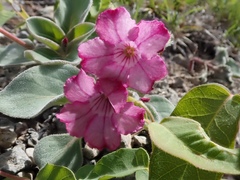 Cycladenia humilis