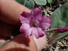 Cycladenia humilis
