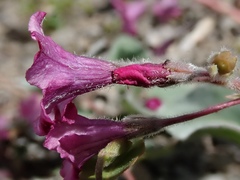 Cycladenia humilis