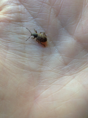 Otiorhynchus singularis