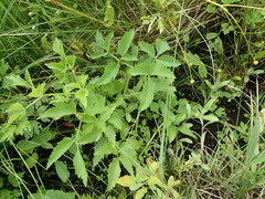 Ostericum palustre