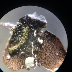 Crespoa crozalsiana
