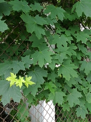 Acer platanoides