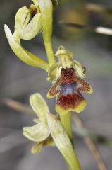 Ophrys insectifera aymoninii