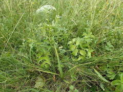 Ostericum palustre