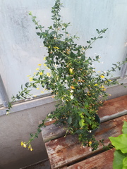 Chrysojasminum humile