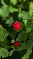Scheinerdbeere (Potentilla indica): Herkunft und Verwendung — Foto 3