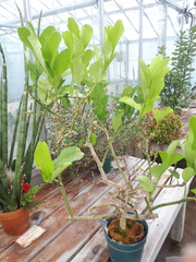 Citrus medica sarcodactylis