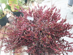 Peperomia flexicaulis