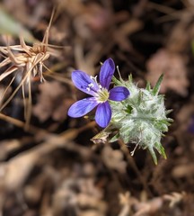 Eriastrum virgatum