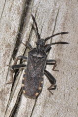 Loxocnemis dentator