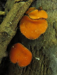 Scutellinia