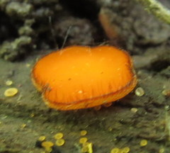 Scutellinia