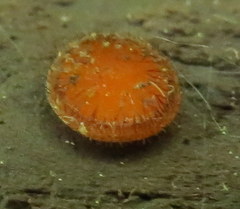 Scutellinia