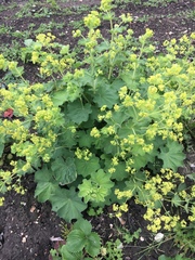 Alchemilla mollis