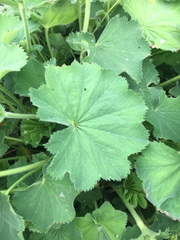 Alchemilla mollis