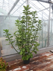 Euphorbia grantii