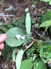 Blaesodiplosis canadensis