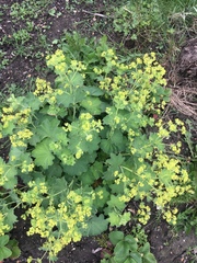 Alchemilla mollis