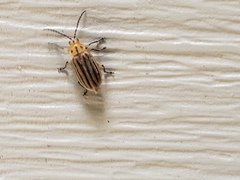 Ophraella sexvittata
